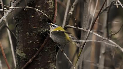 Sürmeli çalıkuşu