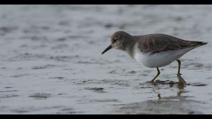 Sarıbacaklı kumkuşu