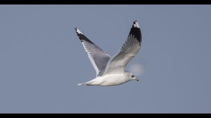 Küçük gümüş martı