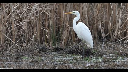 Büyük ak balıkçıl