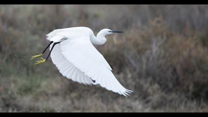 Küçük ak balıkçıl