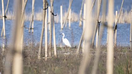 Küçük ak balıkçıl