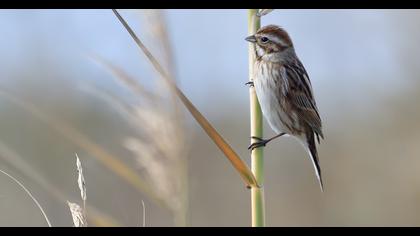 Bataklık Kirazkuşu