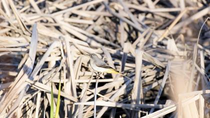 Dağ kuyruksallayanı