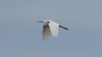 Küçük ak balıkçıl