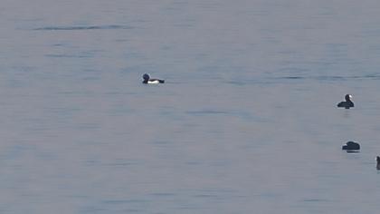 Tufted Duck