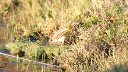 Dağ kuyruksallayanı