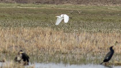 Büyük ak balıkçıl