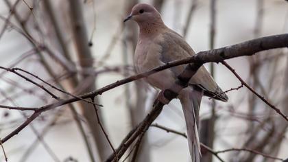 Laughing Dove
