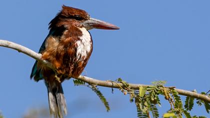 İzmir yalıçapkını