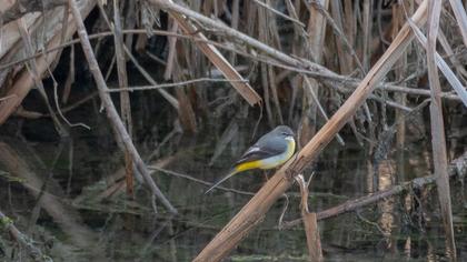 Dağ kuyruksallayanı