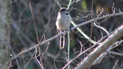 Uzunkuyruklu baştankara
