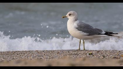 Küçük gümüş martı