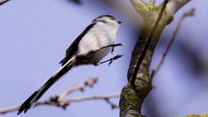 Uzunkuyruklu baştankara