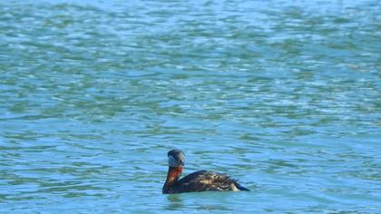 Kızılboyunlu batağan