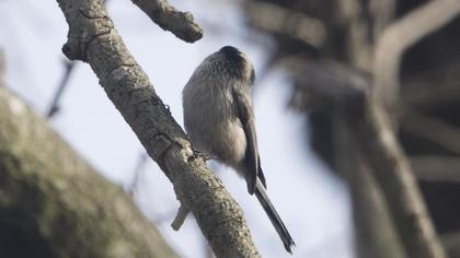 Uzunkuyruklu baştankara