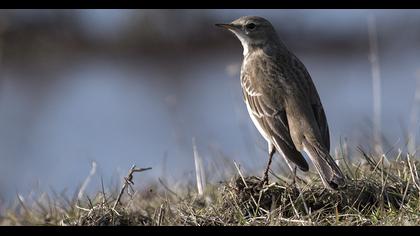 Water Pipit