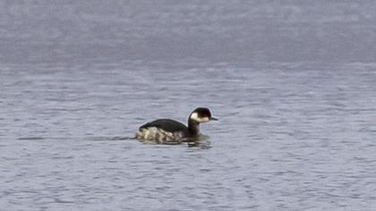Black-necked Grebe