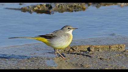 Dağ kuyruksallayanı