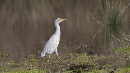 Sığır balıkçılı