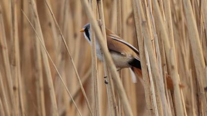 Bıyıklı baştankara