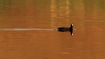 Eurasian Coot