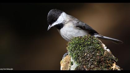 Akyanaklı baştankara