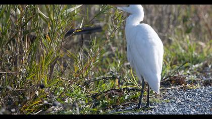 Sığır balıkçılı