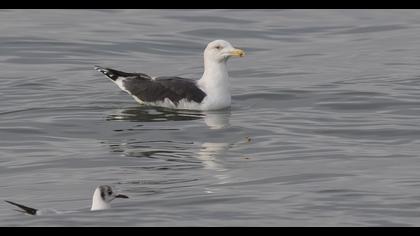 Büyük karasırtlı martı