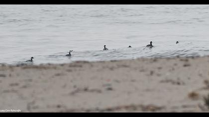 Karaboyunlu batağan