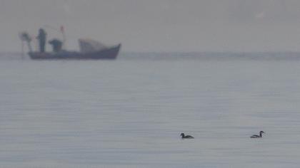 Kızılboyunlu batağan