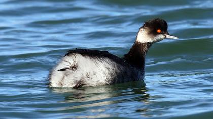 Karaboyunlu batağan