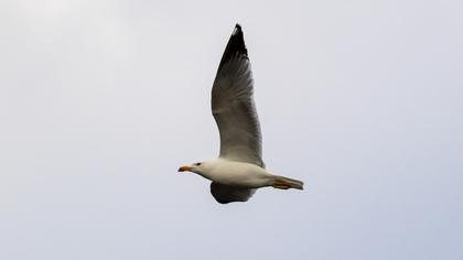Yellow-legged Gull