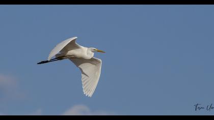 Büyük ak balıkçıl