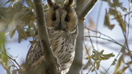 Kulaklı orman baykuşu