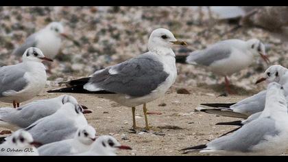 Küçük gümüş martı