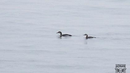 Karagerdanlı dalgıç