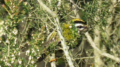 Sürmeli çalıkuşu