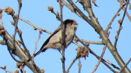 Uzunkuyruklu baştankara