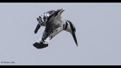 Alaca yalıçapkını