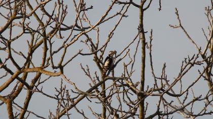 Syrian Woodpecker