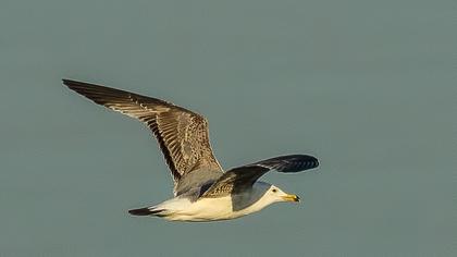 Van gölü martısı