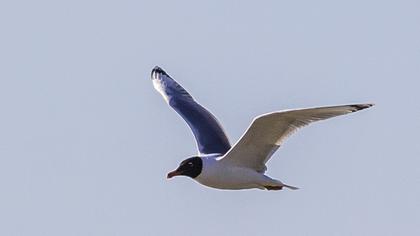 Büyük karabaş martı