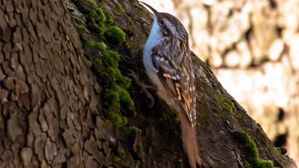 Short-toed Treecreeper