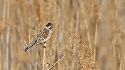 Bataklık Kirazkuşu
