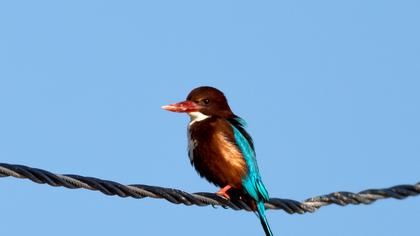 İzmir yalıçapkını