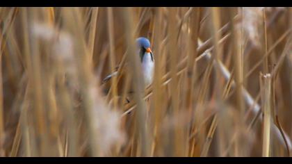 Bıyıklı baştankara