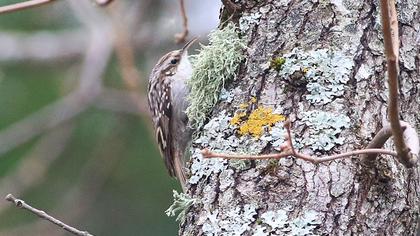 Orman tırmaşıkkuşu