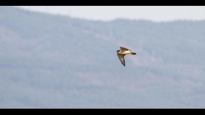 Peregrine Falcon