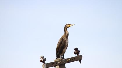Great Cormorant